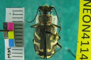 (Cicindela tranquebarica - NEONTcarabid4114)  @13 [ ] Copyright (2011) Blevins, KK and Travers, PD National Ecological Observatory Network (NEON) http://www.neoninc.org/content/copyright
