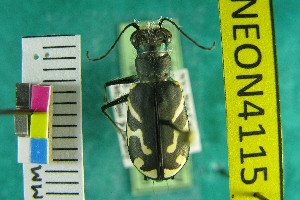  (Cicindela tranquebarica parallelonota - NEONTcarabid4115)  @11 [ ] Copyright (2011) Blevins, KK and Travers, PD National Ecological Observatory Network (NEON) http://www.neoninc.org/content/copyright