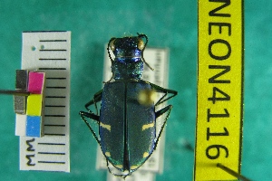  (Cicindela tranquebarica sierra - NEONTcarabid4116)  @11 [ ] Copyright (2011) Blevins, KK and Travers, PD National Ecological Observatory Network (NEON) http://www.neoninc.org/content/copyright