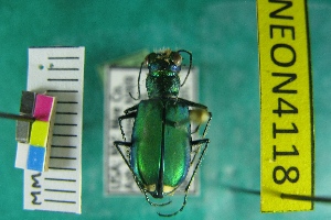  (Cicindela arida - NEONTcarabid4118)  @11 [ ] Copyright (2011) Blevins, KK and Travers, PD National Ecological Observatory Network (NEON) http://www.neoninc.org/content/copyright
