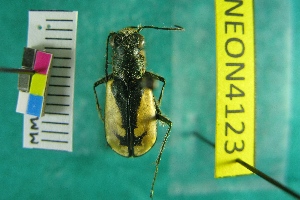  (Cicindela latesignata - NEONTcarabid4123)  @11 [ ] Copyright (2011) Blevins, KK and Travers, PD National Ecological Observatory Network (NEON) http://www.neoninc.org/content/copyright