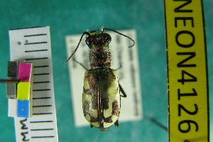  (Cicindela willistoni - NEONTcarabid4126)  @14 [ ] Copyright (2011) Blevins, KK and Travers, PD National Ecological Observatory Network (NEON) http://www.neoninc.org/content/copyright