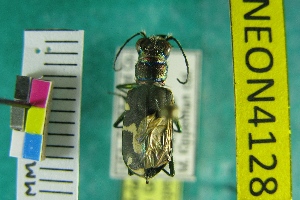  ( - NEONTcarabid4128)  @12 [ ] Copyright (2011) Blevins, KK and Travers, PD National Ecological Observatory Network (NEON) http://www.neoninc.org/content/copyright