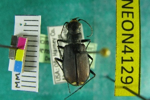  (Cicindela amargosae - NEONTcarabid4129)  @13 [ ] Copyright (2011) Blevins, KK and Travers, PD National Ecological Observatory Network (NEON) http://www.neoninc.org/content/copyright