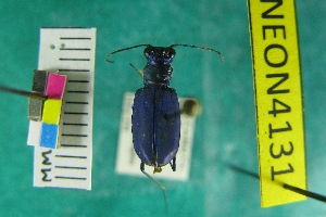  (Cicindela nigrocoerulea - NEONTcarabid4131)  @13 [ ] Copyright (2011) Blevins, KK and Travers, PD National Ecological Observatory Network (NEON) http://www.neoninc.org/content/copyright