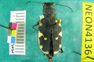  (Cicindela obsoleta - NEONTcarabid4136)  @13 [ ] Copyright (2011) Blevins, KK and Travers, PD National Ecological Observatory Network (NEON) http://www.neoninc.org/content/copyright