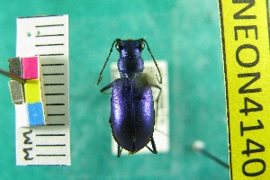  (Cicindela hornii - NEONTcarabid4140)  @11 [ ] Copyright (2011) Blevins, KK and Travers, PD National Ecological Observatory Network (NEON) http://www.neoninc.org/content/copyright