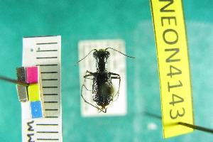  (Cicindela scabrosa - NEONTcarabid4143)  @11 [ ] Copyright (2011) Blevins, KK and Travers, PD National Ecological Observatory Network (NEON) http://www.neoninc.org/content/copyright