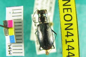  (Cicindela politula - NEONTcarabid4144)  @13 [ ] Copyright (2011) Blevins, KK and Travers, PD National Ecological Observatory Network (NEON) http://www.neoninc.org/content/copyright