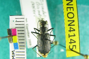  (Cicindela cazieri - NEONTcarabid4145)  @11 [ ] Copyright (2011) Blevins, KK and Travers, PD National Ecological Observatory Network (NEON) http://www.neoninc.org/content/copyright