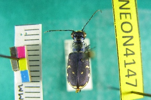  (Cicindela rufiventris - NEONTcarabid4147)  @12 [ ] Copyright (2011) Blevins, KK and Travers, PD National Ecological Observatory Network (NEON) http://www.neoninc.org/content/copyright