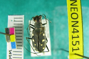  (Cicindela ocellata - NEONTcarabid4151)  @13 [ ] Copyright (2011) Blevins, KK and Travers, PD National Ecological Observatory Network (NEON) http://www.neoninc.org/content/copyright