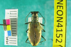  (Cicindela marginipennis - NEONTcarabid4152)  @13 [ ] Copyright (2011) Blevins, KK and Travers, PD National Ecological Observatory Network (NEON) http://www.neoninc.org/content/copyright