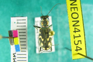  (Cicindela carthagena - NEONTcarabid4154)  @11 [ ] Copyright (2011) Blevins, KK and Travers, PD National Ecological Observatory Network (NEON) http://www.neoninc.org/content/copyright