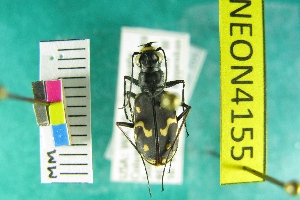  ( - NEONTcarabid4155)  @11 [ ] Copyright (2011) Blevins, KK and Travers, PD National Ecological Observatory Network (NEON) http://www.neoninc.org/content/copyright