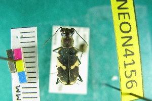  (Cicindela schauppii - NEONTcarabid4156)  @13 [ ] Copyright (2011) Blevins, KK and Travers, PD National Ecological Observatory Network (NEON) http://www.neoninc.org/content/copyright
