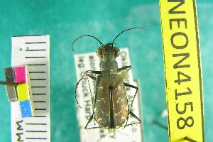  (Cicindela trifasciata ascendens - NEONTcarabid4158)  @11 [ ] Copyright (2011) Blevins, KK and Travers, PD National Ecological Observatory Network (NEON) http://www.neoninc.org/content/copyright