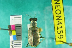  (Cicindela trifasciata sigmoidea - NEONTcarabid4159)  @11 [ ] Copyright (2011) Blevins, KK and Travers, PD National Ecological Observatory Network (NEON) http://www.neoninc.org/content/copyright