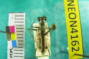  ( - NEONTcarabid4162)  @11 [ ] Copyright (2011) Blevins, KK and Travers, PD National Ecological Observatory Network (NEON) http://www.neoninc.org/content/copyright