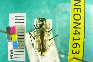  (Habroscelimorpha gabbii - NEONTcarabid4163)  @11 [ ] Copyright (2011) Blevins, KK and Travers, PD National Ecological Observatory Network (NEON) http://www.neoninc.org/content/copyright