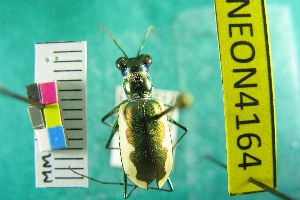  ( - NEONTcarabid4164)  @11 [ ] Copyright (2011) Blevins, KK and Travers, PD National Ecological Observatory Network (NEON) http://www.neoninc.org/content/copyright