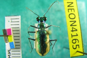  ( - NEONTcarabid4165)  @11 [ ] Copyright (2011) Blevins, KK and Travers, PD National Ecological Observatory Network (NEON) http://www.neoninc.org/content/copyright
