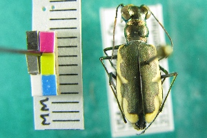  ( - NEONTcarabid4166)  @11 [ ] Copyright (2011) Blevins, KK and Travers, PD National Ecological Observatory Network (NEON) http://www.neoninc.org/content/copyright