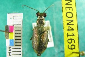  (Habroscelimorpha fulgoris albilata - NEONTcarabid4169)  @13 [ ] Copyright (2011) Blevins, KK and Travers, PD National Ecological Observatory Network (NEON) http://www.neoninc.org/content/copyright