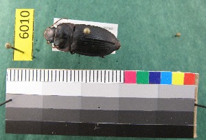  (Harpalus D3_D - NEONTcarabid6010)  @12 [ ] Copyright (2012) Baldwin, TA National Ecological Observatory Network (NEON) http://www.neoninc.org/content/copyright