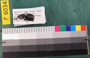  ( - NEONTcarabid6034)  @12 [ ] Copyright (2012) Baldwin, TA National Ecological Observatory Network (NEON) http://www.neoninc.org/content/copyright