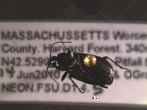  ( - NEONTcarabid1615)  @12 [ ] Copyright (2010) Blevins, KK and Travers, PD National Ecological Observatory Network (NEON) http://www.neoninc.org/content/copyright