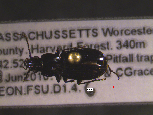  ( - NEONTcarabid1618)  @11 [ ] Copyright (2010) Blevins, KK and Travers, PD National Ecological Observatory Network (NEON) http://www.neoninc.org/content/copyright