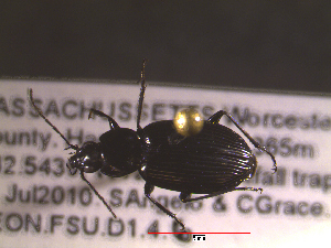  ( - NEONTcarabid1628)  @12 [ ] Copyright (2010) Blevins, KK and Travers, PD National Ecological Observatory Network (NEON) http://www.neoninc.org/content/copyright