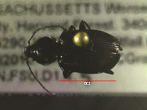  ( - NEONTcarabid1629)  @12 [ ] Copyright (2010) Blevins, KK and Travers, PD National Ecological Observatory Network (NEON) http://www.neoninc.org/content/copyright