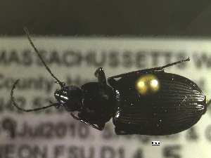  ( - NEONTcarabid1630)  @12 [ ] Copyright (2010) Blevins, KK and Travers, PD National Ecological Observatory Network (NEON) http://www.neoninc.org/content/copyright