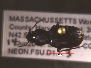  ( - NEONTcarabid1637)  @13 [ ] Copyright (2010) Blevins, KK and Travers, PD National Ecological Observatory Network (NEON) http://www.neoninc.org/content/copyright