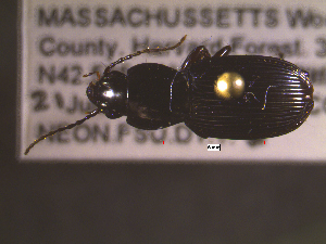  ( - NEONTcarabid1641)  @13 [ ] Copyright (2010) Blevins, KK and Travers, PD National Ecological Observatory Network (NEON) http://www.neoninc.org/content/copyright