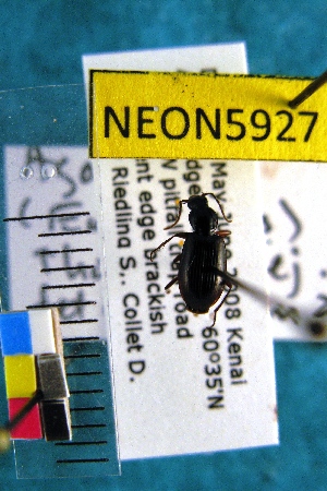 ( - NEONTcarabid5927)  @12 [ ] Copyright (2012) Barton, M National Ecological Observatory Network (NEON) http://www.neoninc.org/content/copyright
