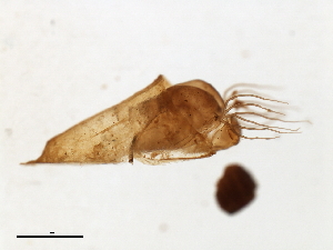  ( - SIM-CANADA-62)  @12 [ ] CreativeCommons - Attribution (2009) CBG Photography Group Centre for Biodiversity Genomics