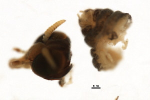  ( - SIM-CANADA-65)  @12 [ ] CreativeCommons - Attribution (2009) CBG Photography Group Centre for Biodiversity Genomics