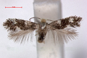  (Ectoedemia coscoja - RMNH.INS.23845)  @14 [ ] Copyright (2010) E. J. van Nieukerken 2010 Unspecified