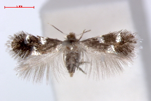  (Ectoedemia quadrinotata - RMNH.INS.23901)  @14 [ ] Copyright (2010) E. J. van Nieukerken 2010 Unspecified