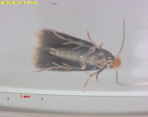  ( - RMNH.INS.16716)  @11 [ ] CreativeCommons  Attribution (by) (2025) Erik J. van Nieukerken-Naturalis Naturalis Biodiversity Center