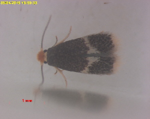  ( - RMNH.INS.16716)  @11 [ ] CreativeCommons  Attribution (by) (2025) Erik J. van Nieukerken-Naturalis Naturalis Biodiversity Center