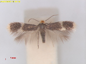  ( - RMNH.INS.16716)  @11 [ ] CreativeCommons  Attribution (by) (2025) Erik J. van Nieukerken-Naturalis Naturalis Biodiversity Center