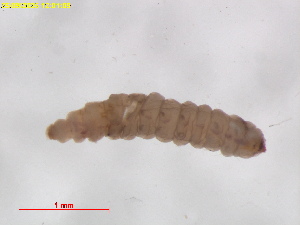  ( - RMNH.INS.30065)  @11 [ ] CreativeCommons  Attribution (by) (2025) Erik J. van Nieukerken-Naturalis Naturalis Biodiversity Center