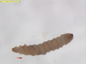  ( - RMNH.INS.30065)  @11 [ ] CreativeCommons  Attribution (by) (2025) Erik J. van Nieukerken-Naturalis Naturalis Biodiversity Center