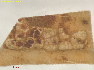  ( - RMNH.INS.30275)  @11 [ ] CreativeCommons  Attribution (by) (2025) Erik J. van Nieukerken-Naturalis Naturalis Biodiversity Center