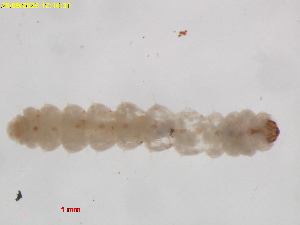  (Glaucolepis lavandulaUAE - RMNH.INS.30287)  @11 [ ] CreativeCommons  Attribution (by) (2025) Erik J. van Nieukerken-Naturalis Naturalis Biodiversity Center