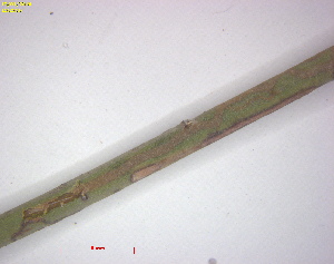  ( - RMNH.INS.30295)  @11 [ ] CreativeCommons  Attribution (by) (2025) Erik J. van Nieukerken-Naturalis Naturalis Biodiversity Center